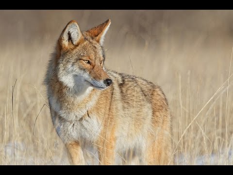The Shapeshifter - Nature Documentary