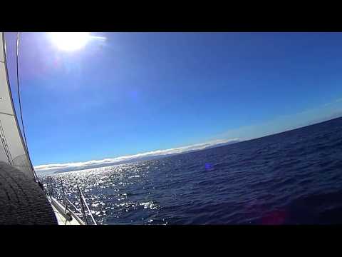 Marina Cup - Sailing from Long Beach to Avalon Catalina