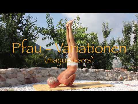Pfau Variationen - Mayūrāsana
