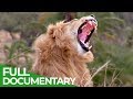 Serengeti - The Greatest Animal Migration in the World | Free Documentary Nature