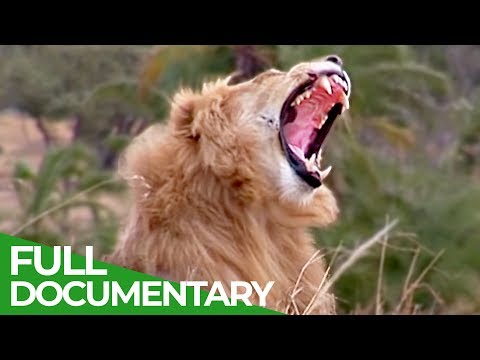 Serengeti The Greatest Animal Migration in the World