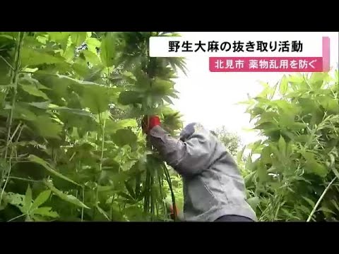 セイロンボウ麻 植物