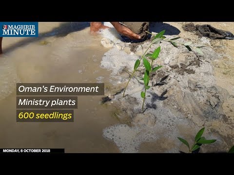 Oman’s Environment Ministry plants 600 seedlings
