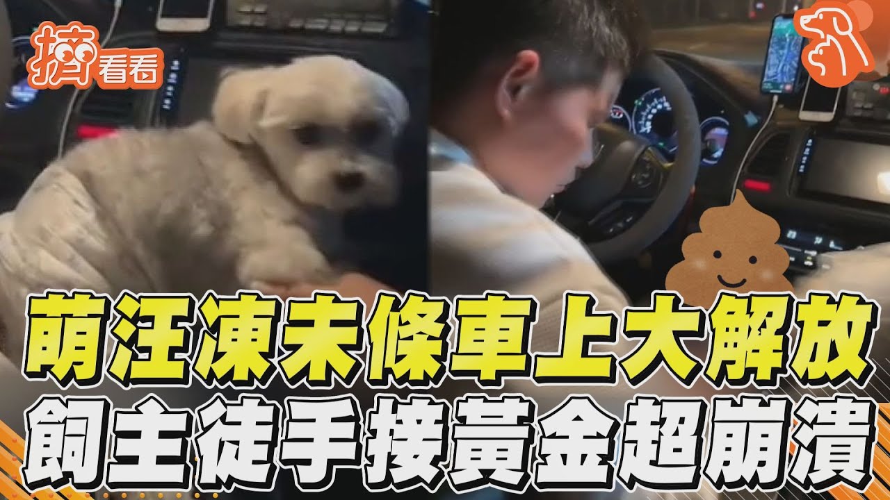 影音／萌汪凍未條車上大解放　飼主徒手接黃金超崩潰