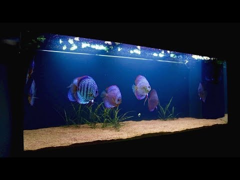 120 Gallon Discus Fish Tank Update | Juwel Rio 400