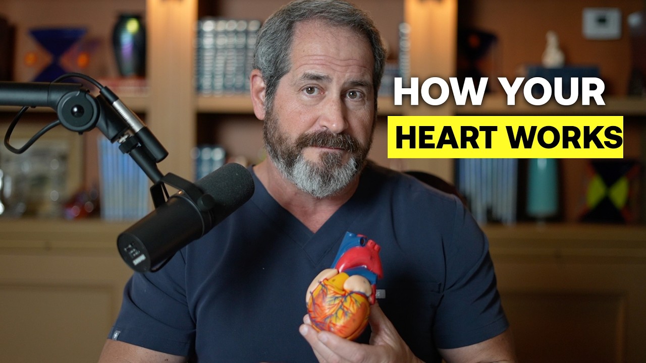 The Basics of How Your Heart Works