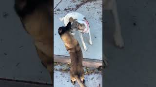 Video preview image #1 Mutt Puppy For Sale in San Diego, CA, USA