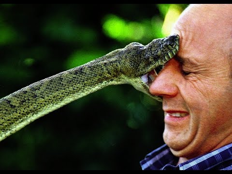 Documentario National Geographic, Mamba: il Bacio Della Morte