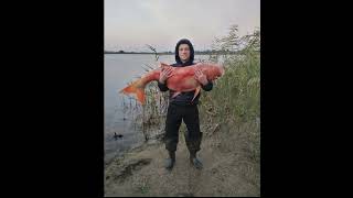«Золотая рыбка» весом почти 35 кг