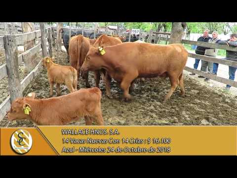24-10-18 Venta de Vientres - Wallace Hnos. S.A. - Azul