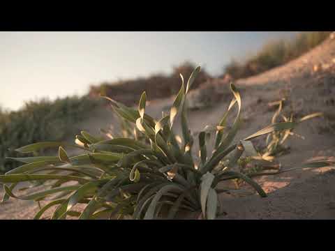 WHITE PEARL BEACH  | Marbella Spain | REAL ESTATE VIDEO