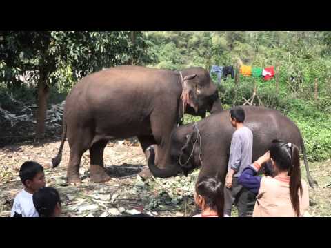 Elephant plays music with a harmonica