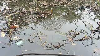 STRIKE IKAN BERTUBI TUBI