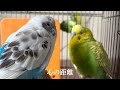 【ゼロ距離】セキセイインコ一家 vlog セキセイインコ