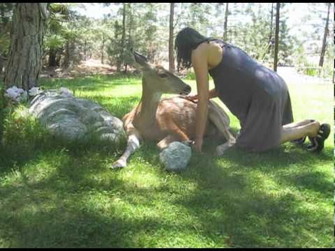 Helping Our Wild Deer Friend Eva