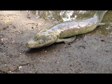 Flexible Tiktaalik movement tests
