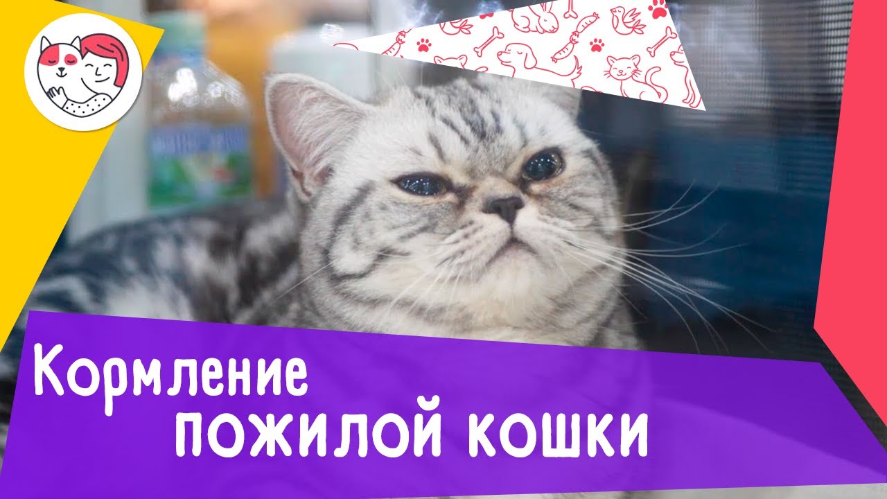 5 особенностей кормления пожилой кошки