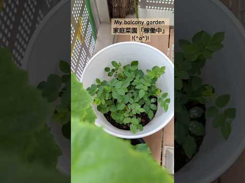 植物、装飾、バルコニーの露出に応じたレイアウト - 30 の斬新なアイデア  庭園