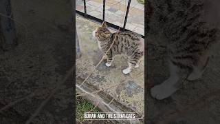 Feeding Stray Cat