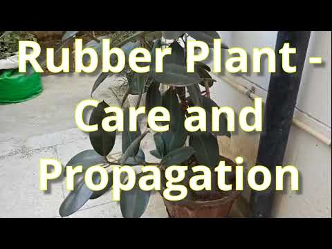 Rubber Plant care and propagation #plants #propagation #plantcare #plantcaretips #rubbertreeplant