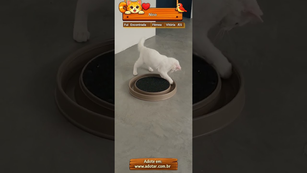 Gato raça SRD-ViraLata idade 7 a 11 meses nome Nina