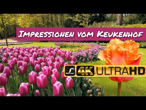 Impressionen vom Keukenhof - Ein Besuch im April 2024