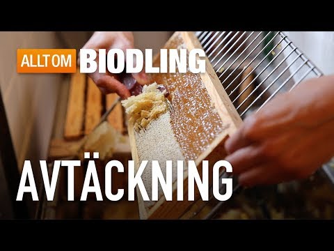 Avtäckning - Honungshantering - Biodling