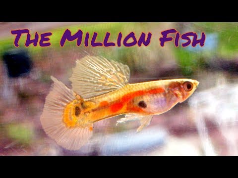 Guppies are the BEST Tropical Fish! [Live Stream]