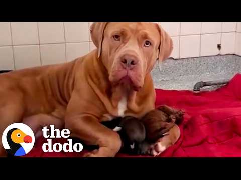 Gentle Giant Shelter Dog Raises A Litter Of Orphan Puppies | The Dodo