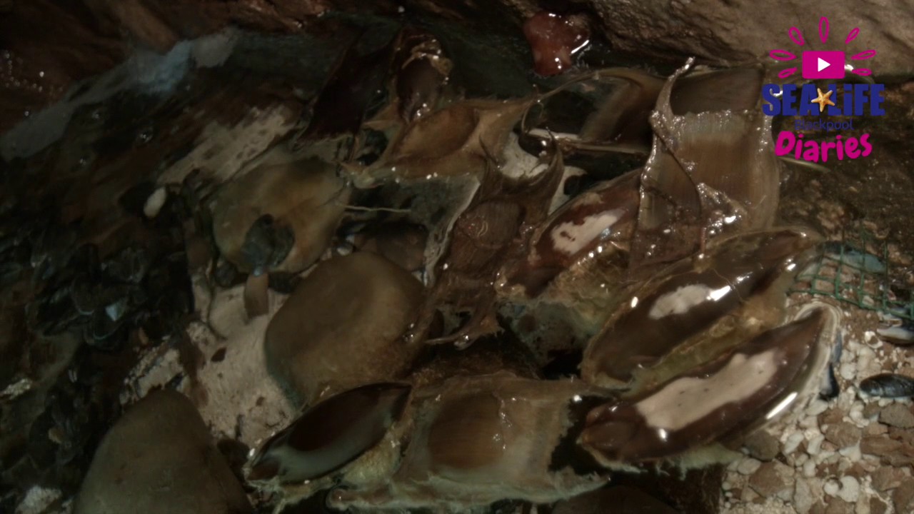 SEA LIFE Diaries - A Guide to Rockpooling