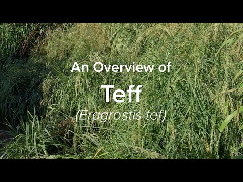 Ein Überblick über Teff | Wenig erforschte einheimische Nutzpflanzen