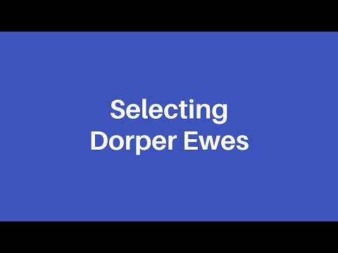 , title : 'How to select a dorper ewe'
