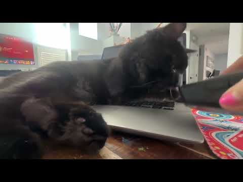 This guy is not letting me work!! 