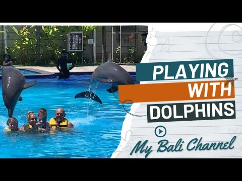 Swimming and Interactions with Dolphins at Bali Dolphins Lodge
