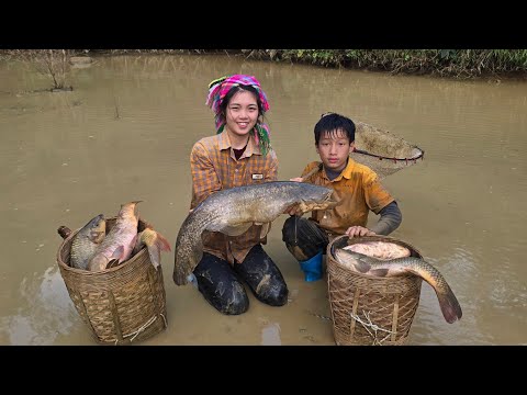 Highland boy Drain the pond to catch fish, harvest large carp and catfish to sell.