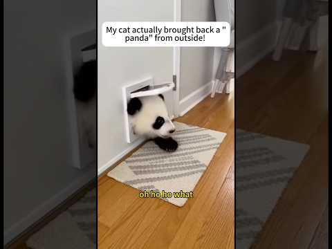 My cat brought back a panda from outside.#cat #panda #animals #love #shorts