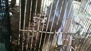 Psychotic squirrel, rusty cage, non-stop backflips - Adam Wible