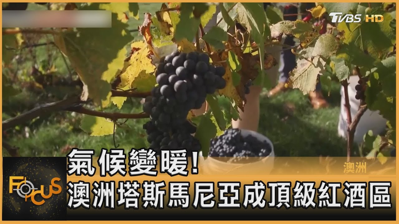 氣候變暖!澳洲塔斯馬尼亞成頂級紅酒區