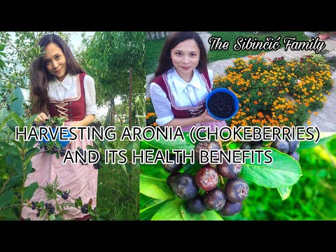 , title : 'HARVESTING ARONIA (CHOKEBERRIES) AND ITS HEALTH BENEFITS | EVERYTHING YOU NEED TO KNOW ABOUT ARONIA'