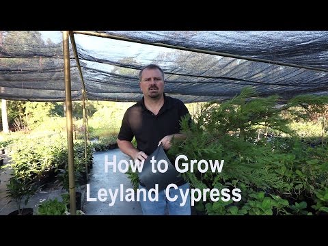 YouTube video about: What are cypress trees?