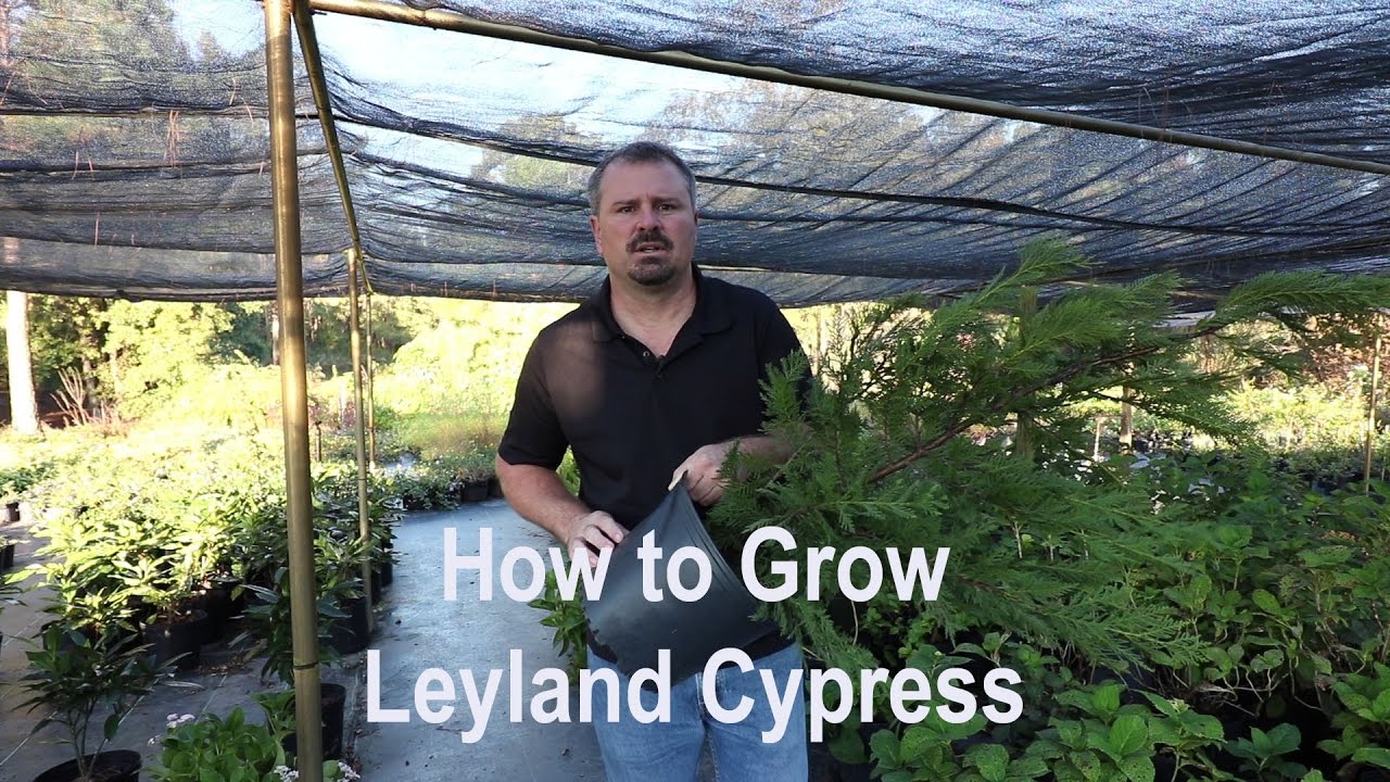 Watch video How to grow Leyland Cypress with a detailed description Now How to grow Leyland Cypress with a detailed description