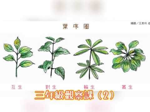 三出複葉植物