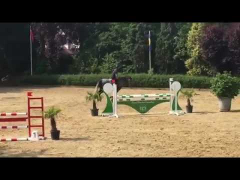 SOLD-Numero Uno Stallion / 5 yr old