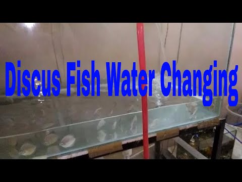 |DISCUS FISH | WATER CHANGING | TECHNIQUE AND GUIDE |HINDI|
