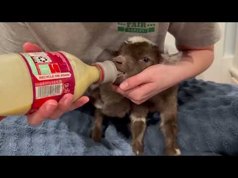 Individual 4th Place: Caring for the Newborn Kid Video Screenshot