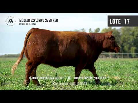 LOTE 17 - Vientres Supremos 2020