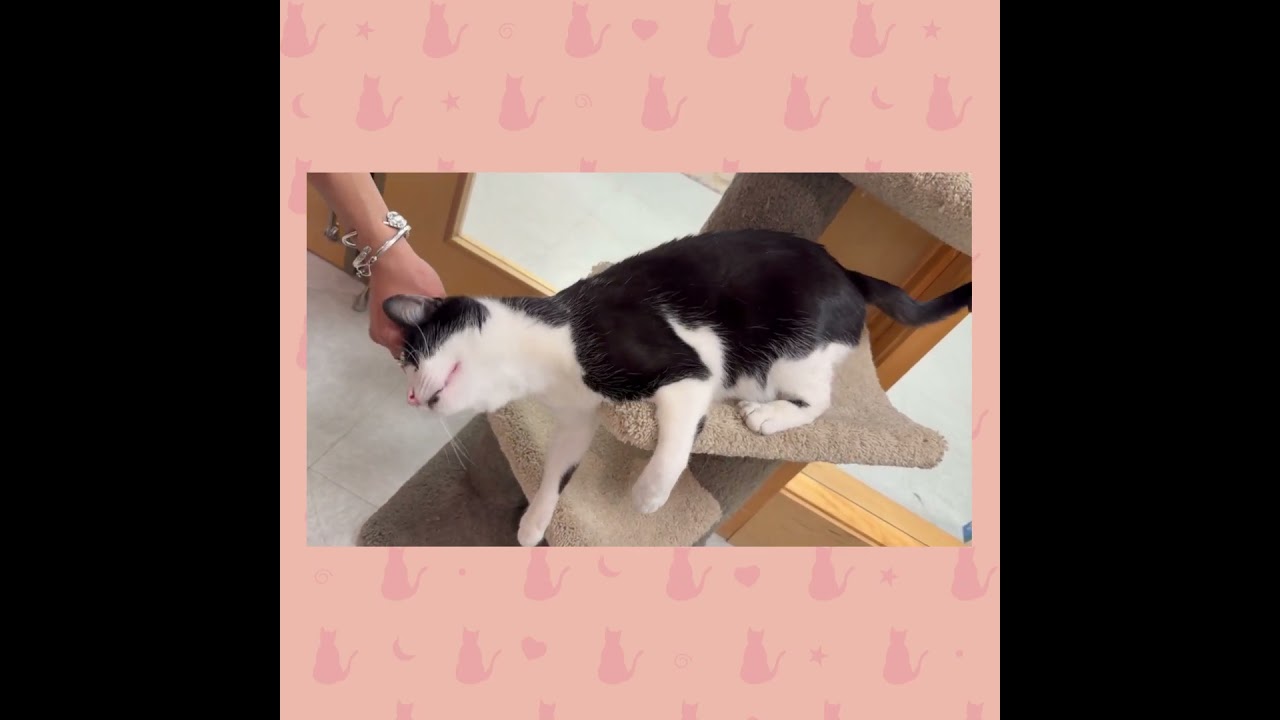 Enlarge Pigpen, a ADOPTABLE Domestic Short Hair in Stamford, CT video 4/6