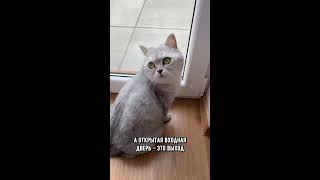 Почему кошка выбегает в подъезд #коты #кот #shorts