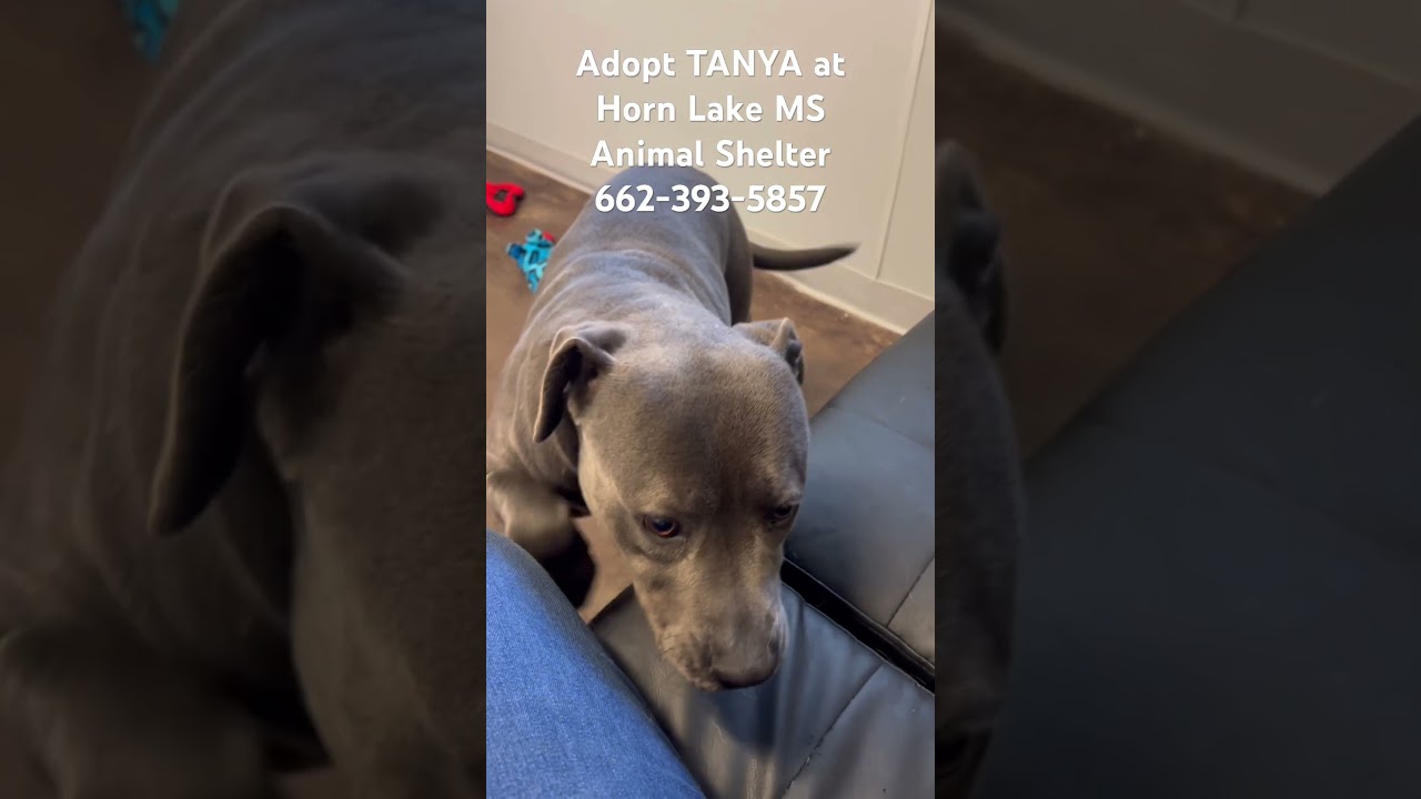 Tanya, a ADOPTABLE mixed breed in Horn Lake, MS video 6/6