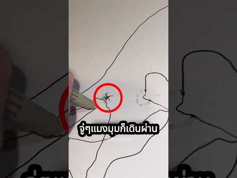 แมงมุมตัวนี้ทำให้เค้ามีรายได้แบบไม่ตั้งใจ